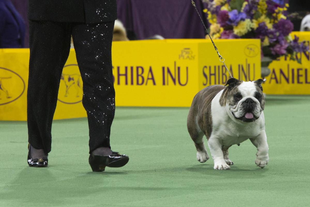 Esta Bulldog llamada Anabele ganó la competencia en su raza. FOTO AP