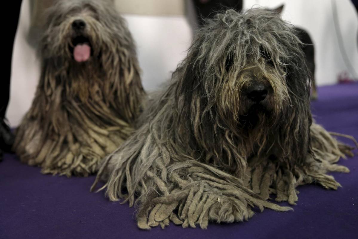 No están sucios, no son callejeros. Son 2 ejemplares de Bergamasco, una raza de perros originaria de los Alpes italianos. FOTO Reuters