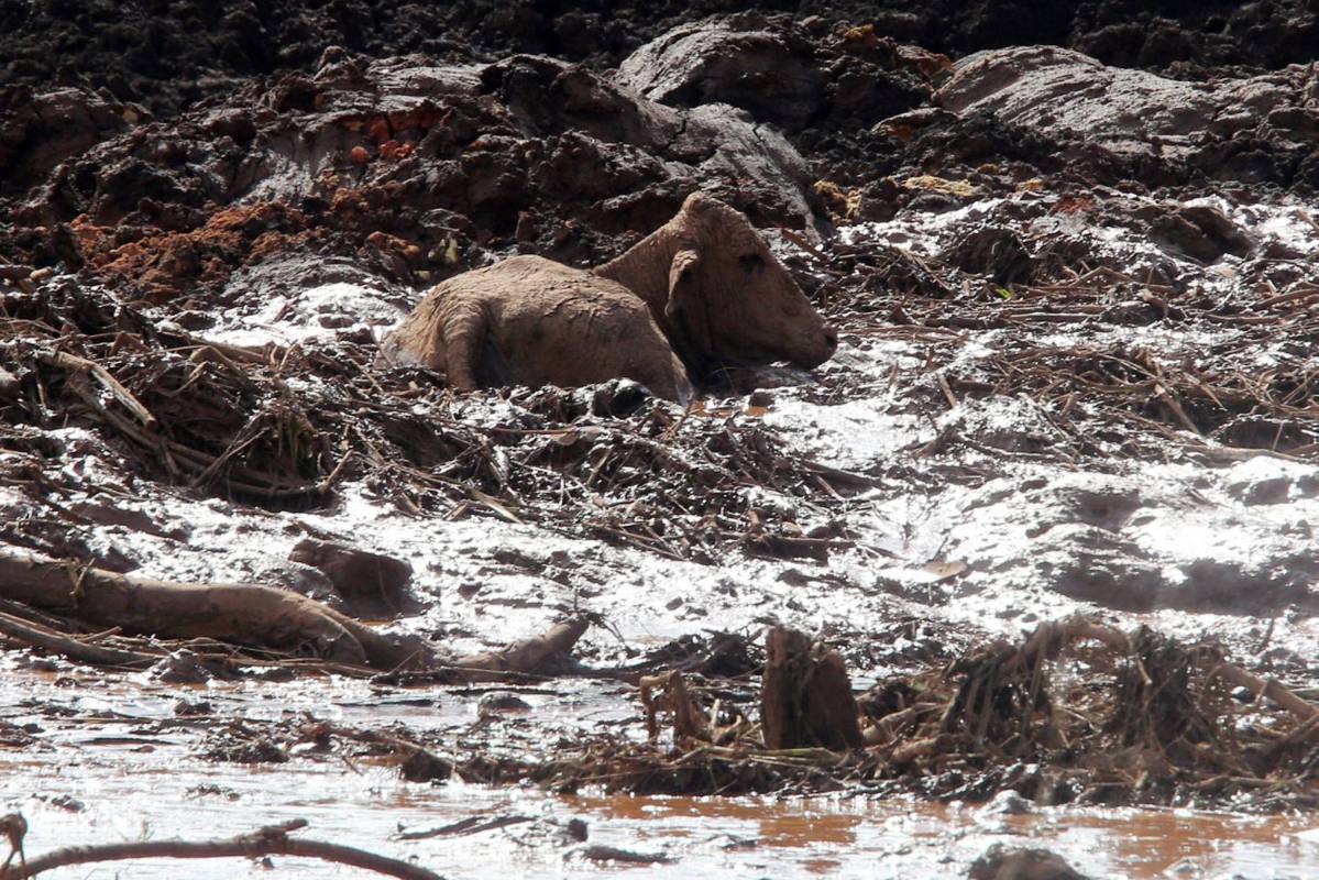 En un sobrevuelo en helicóptero, se podía ver varias casas, animales, tractores y un puente soterrado bajo el lodo, así como varias viviendas completamente destruidas. Foto: EFE/Antonio LacerdaFoto: EFE/Yuri Edmundo