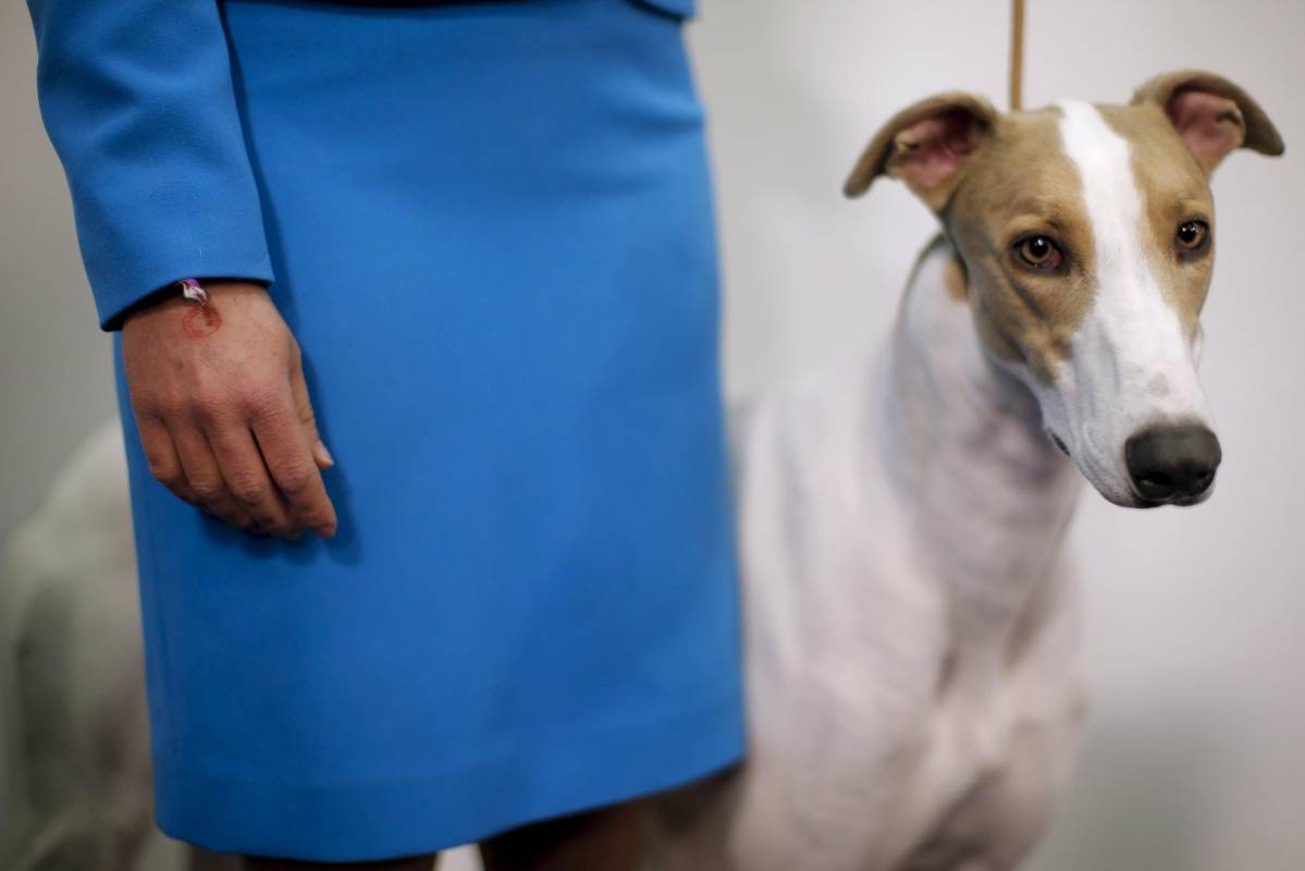 Un galgo inglés también compite. Hay 199 razas y variedades de perros en la feria. FOTO Reuters
