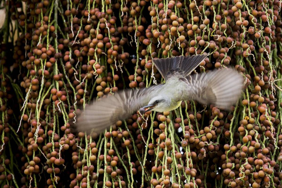 El avistamiento de aves se ha convertido en una de las riquezas naturales con las que cuenta el Jardín Botánico. FOTOS: JULIO CÉSAR HERRERA.