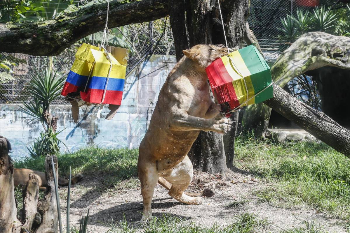 La leona luego se abalanza sobre la caja de Senegal. Foto: Robinson Sáenz