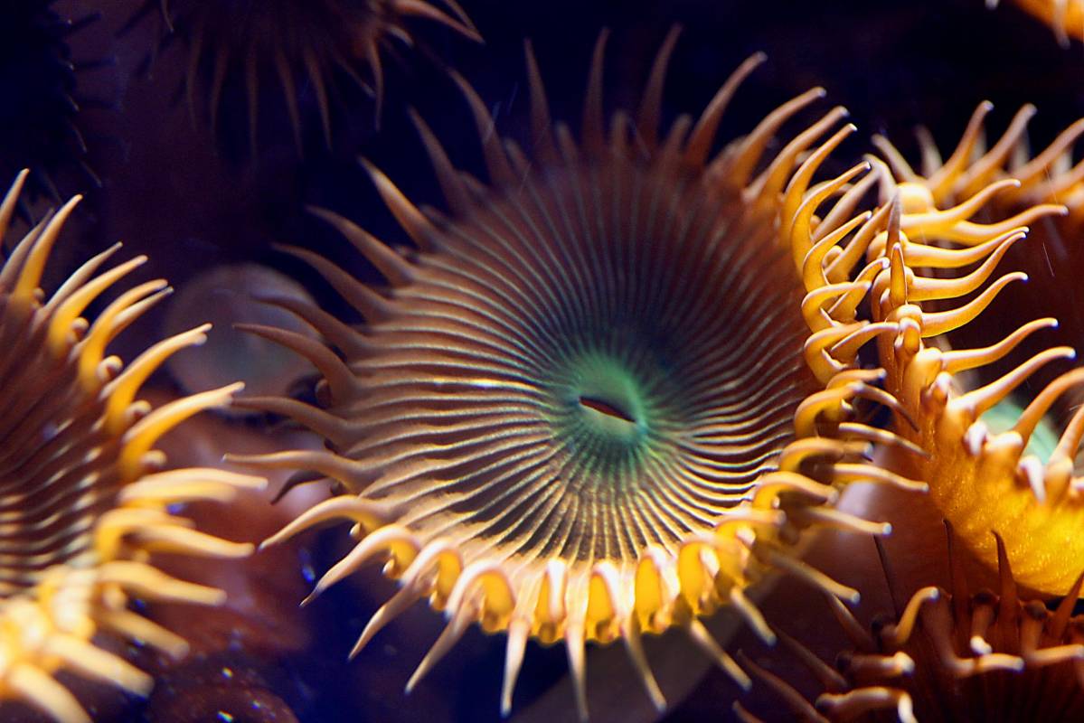 Conformados por colonias de pequeños arrecifes coralinos, el acuario muestra una gran riqueza en ecosistemas marinos. Foto: Julio César Herrera