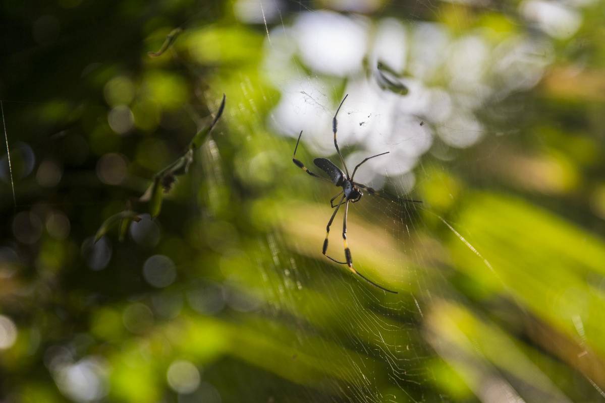 Los migrantes de Asia y África dicen temer mucho a los animales de la selva porque no los conocen, la mayoría expresa que las arañas por su picadura venenosa y los mosquitos por la transmisión de enfermedades como la malaria son su mayor miedo. Foto: Esteban Vanegas