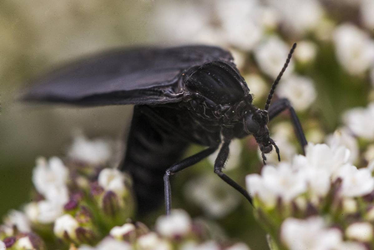 Insecto de la familia Sciaridae. Fundamentales en la polinización de las plantas. Foto : Esteban Vanegas