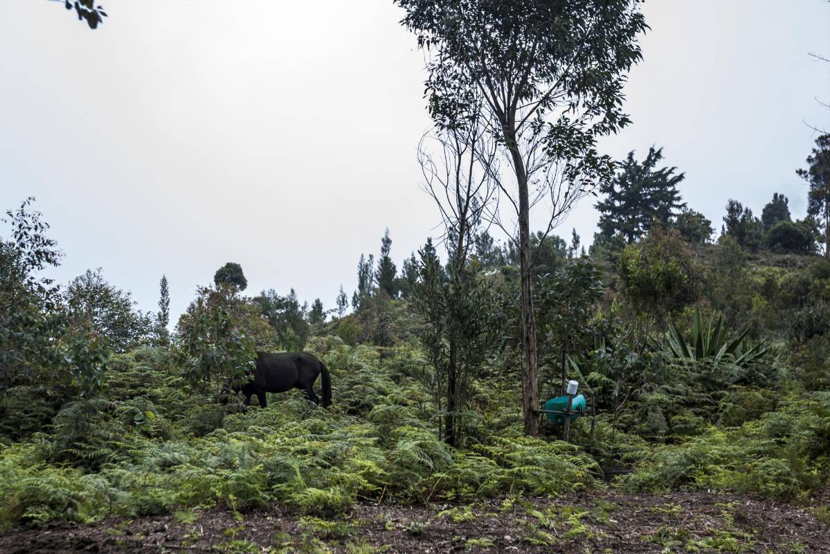Después de una hora de caminar, las casas que abajo eran separadas por unos cuantos metros son reemplazadas por fincas donde se siembra plátano, maíz, yuca y café. FOTO: SANTIAGO MESA