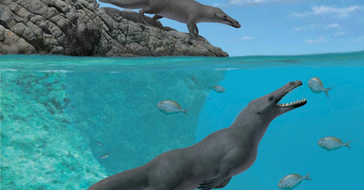 Ballena de 4 patas en acción