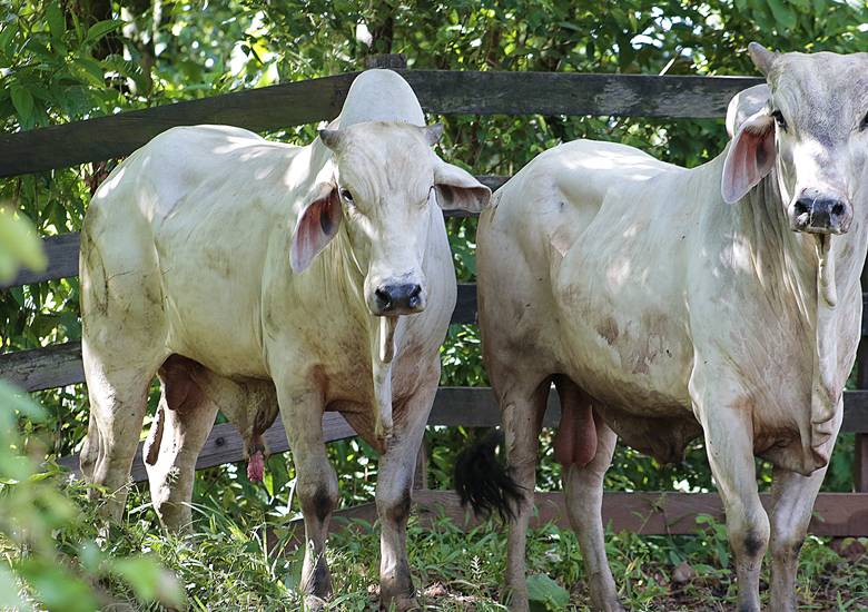 Se revacunarán un total de 6,1 millones de animales, según MinAgricultura. Foto Colprensa