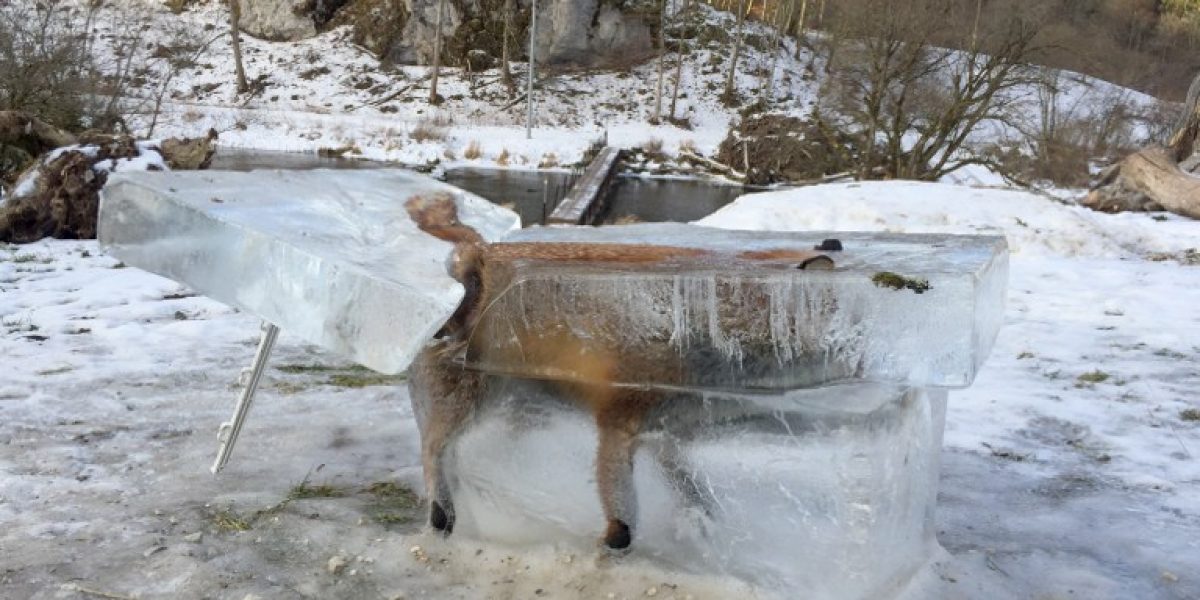 La imagen de un zorro congelado captada por un cazador en Alemania se hizo viral en pocas horas. Europa vive una de las olas de frío polar más intensas del siglo XXI. FOTO AFP