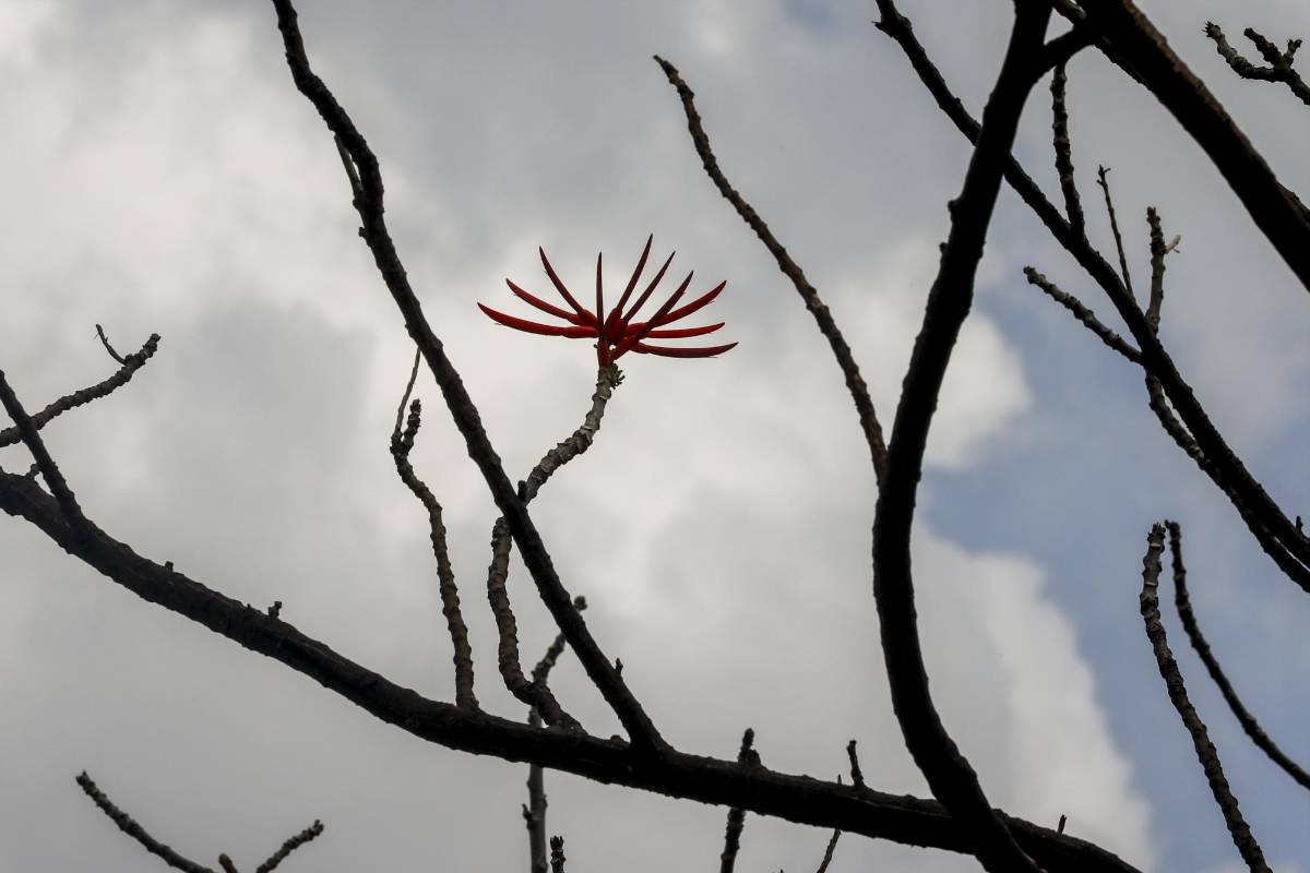Flor de Erythrina, de árbol trasladado al sector de Contegral. Foto. Jaime Pérez