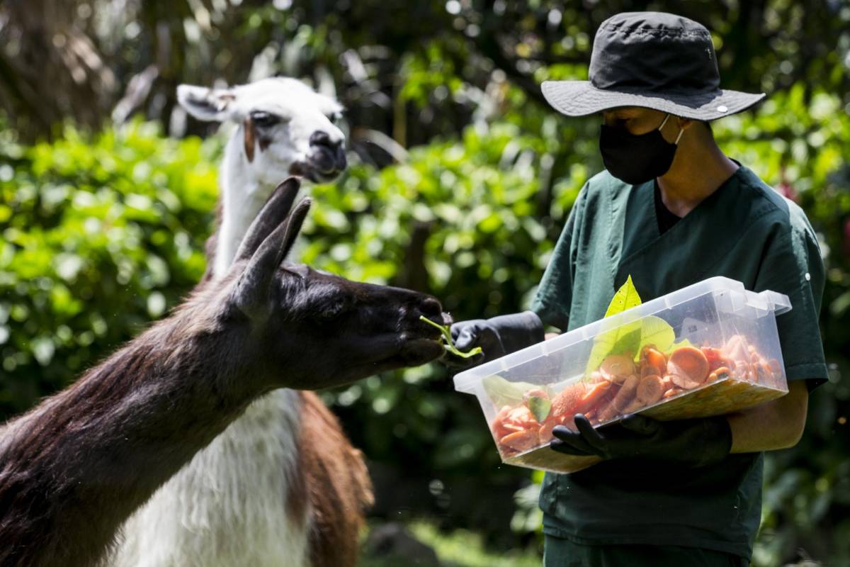 Durante 60 años el parque albergó a animales rescatados por las autoridades ambientales, víctimas del tráfico ilegal de fauna. FOTO JULIO CÉSAR HERRERA