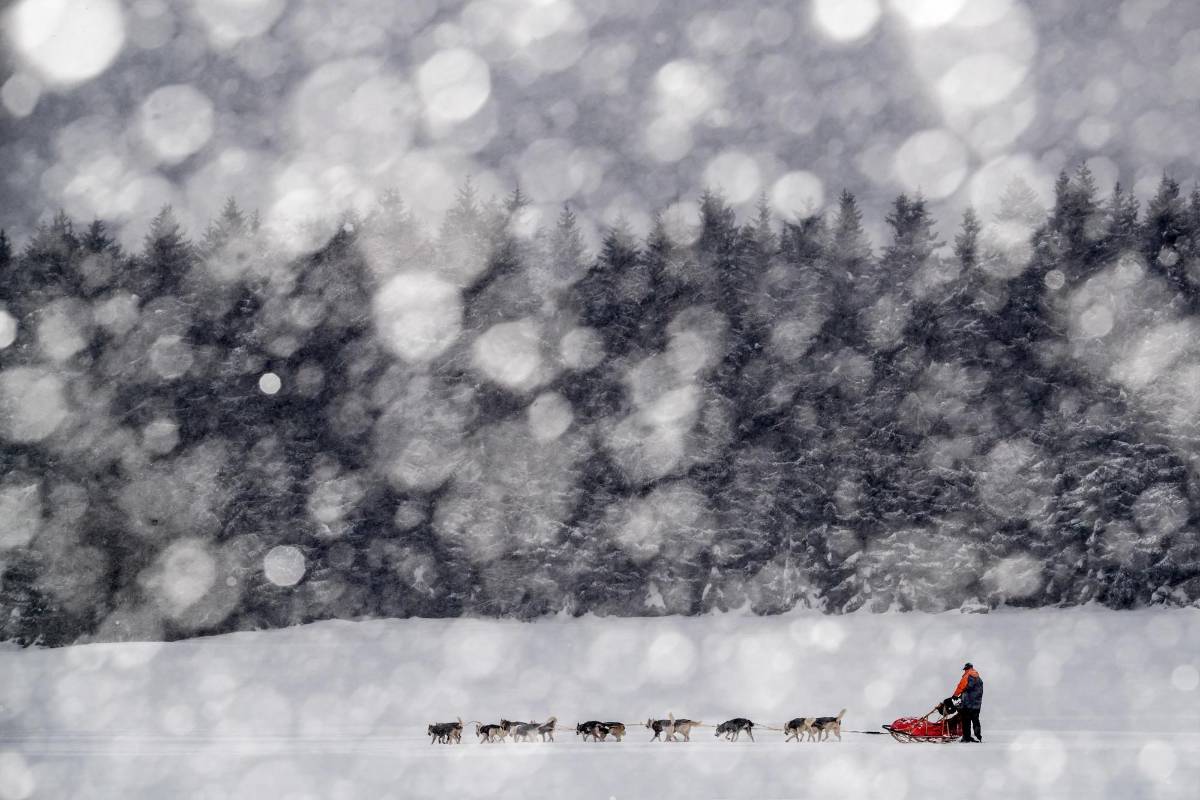 La prueba, que transcurre a través de los caminos de las montañas Orlické Hory, es una de las más exigentes en su disciplina tanto para los mushers (pilotos) como para sus perros. Foto. Martin Divisek EFE