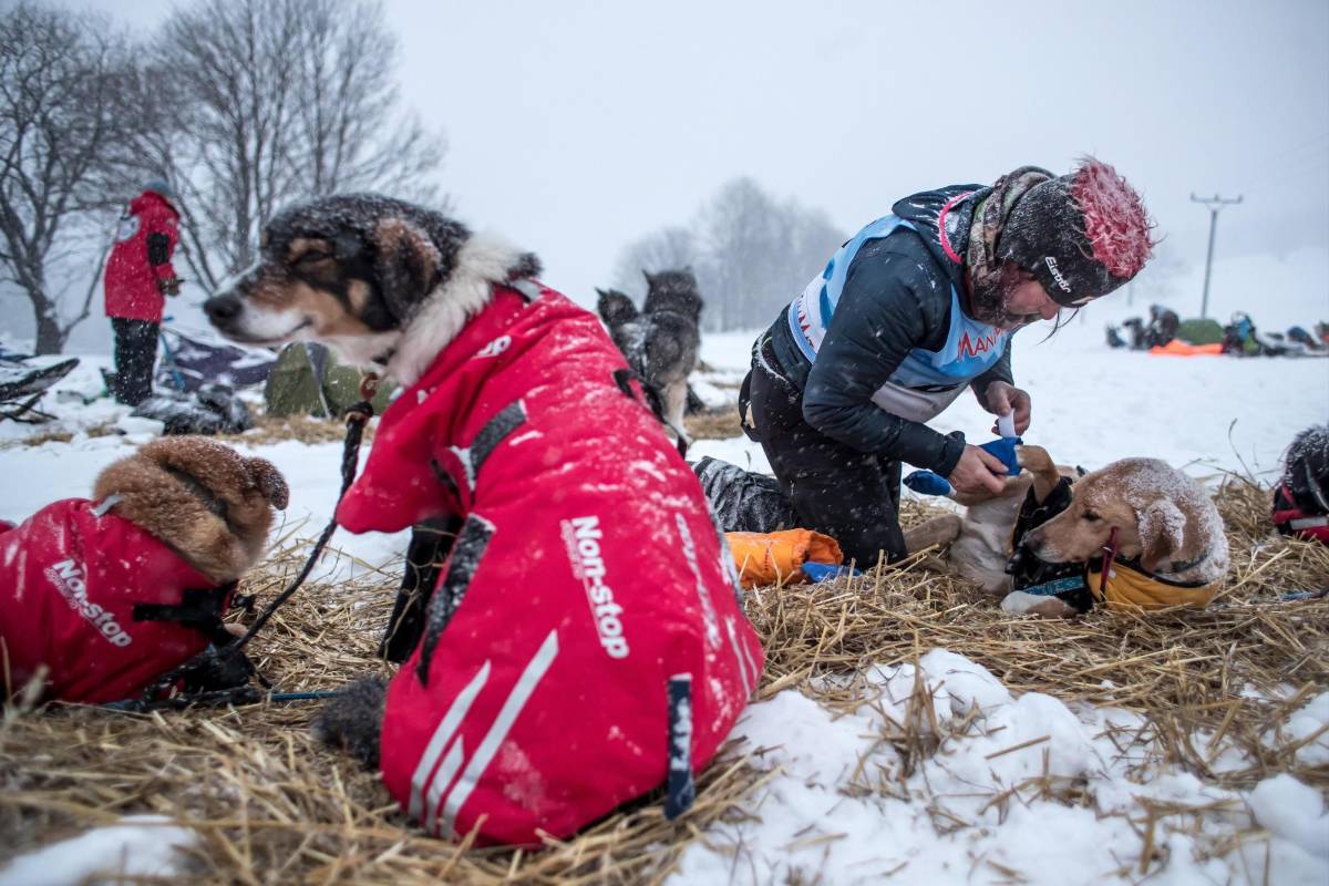 La prueba, que transcurre a través de los caminos de las montañas Orlické Hory, es una de las más exigentes en su disciplina tanto para los mushers (pilotos) como para sus perros. Foto. Martin Divisek EFE