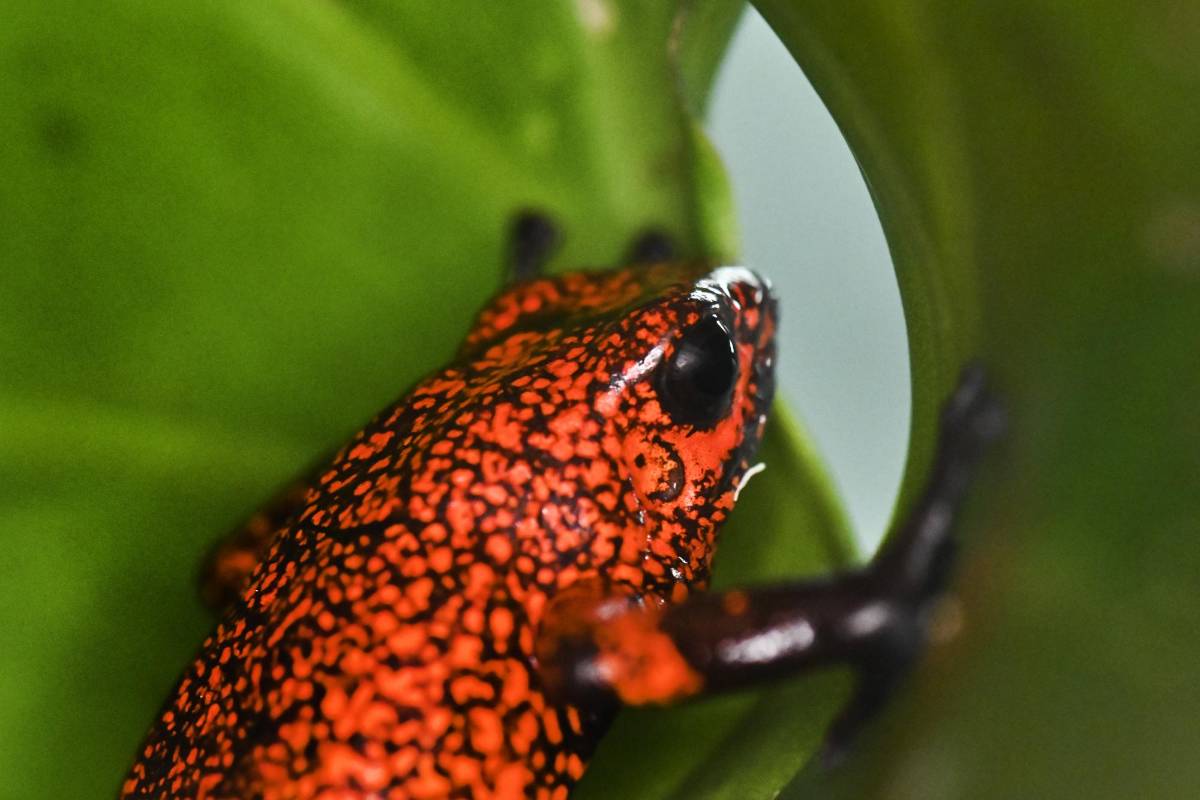 Esta es una rana Arlequín Limosa. FOTO: LUIS ROBAYO / AFP.