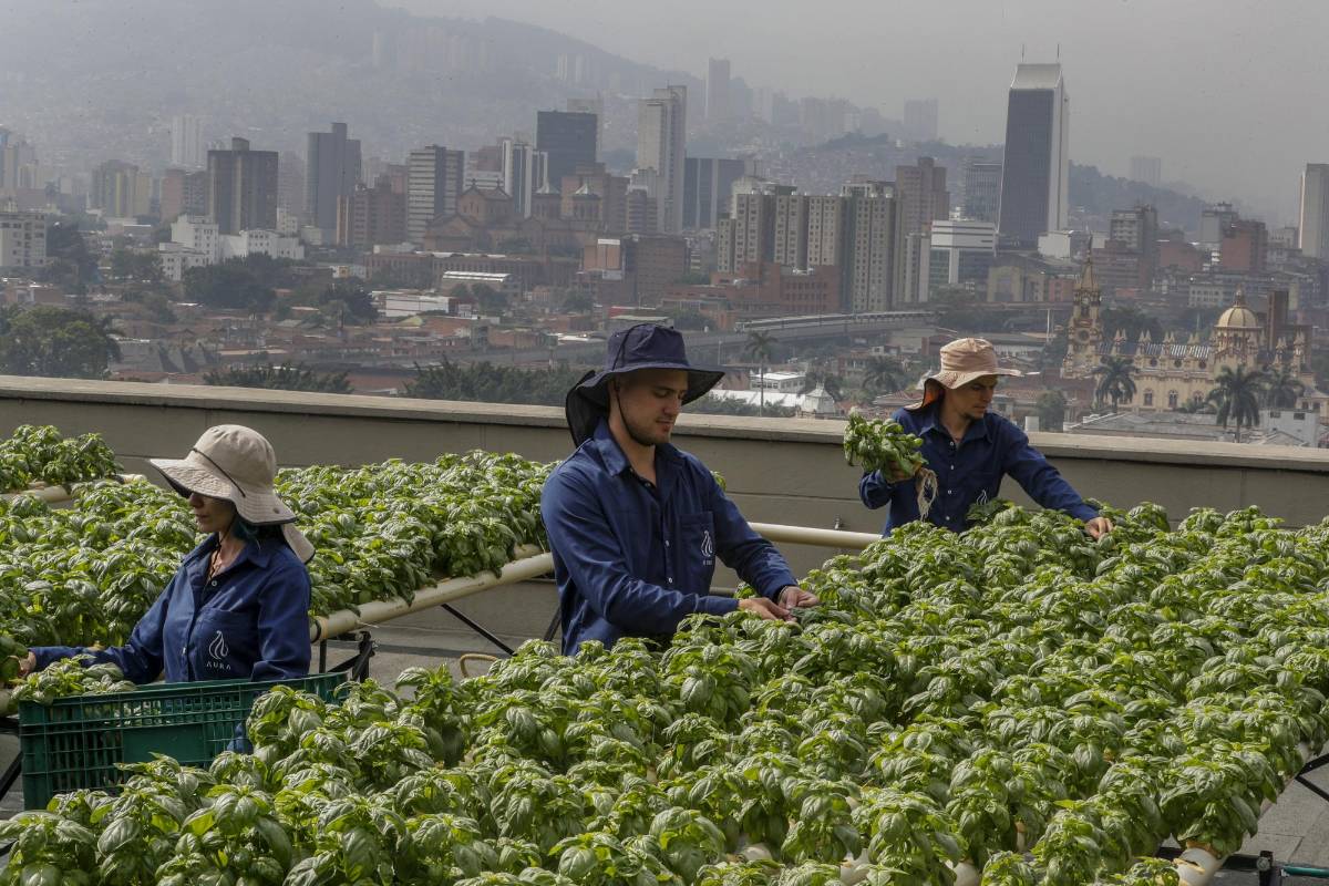 El programa de emprendimiento Aura Hidroponía busca expandir estos cultivos en balcones y terrazas de la cuidad. Se pueden producir flores, hortalizas y aromáticas. Foto: Manuel Saldarriaga Quintero