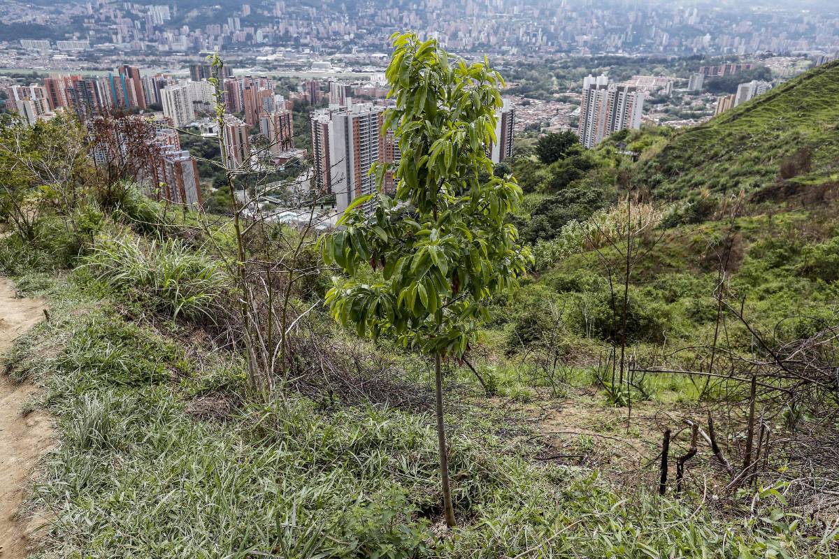 El único requisito para asistir era tener la intención de plantar el individuo arbóreo. FOTO JAIME PÉREZ MUNÉVAR