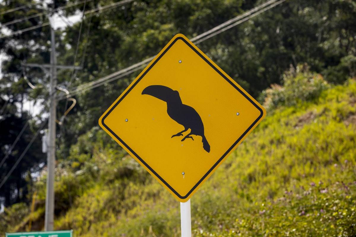 La expansión urbana en el Valle de Aburrá limita los hábitats de las especies y la alta velocidad de los vehículos es otro factor de riesgo para ellas. FOTO: Camilo Suárez
