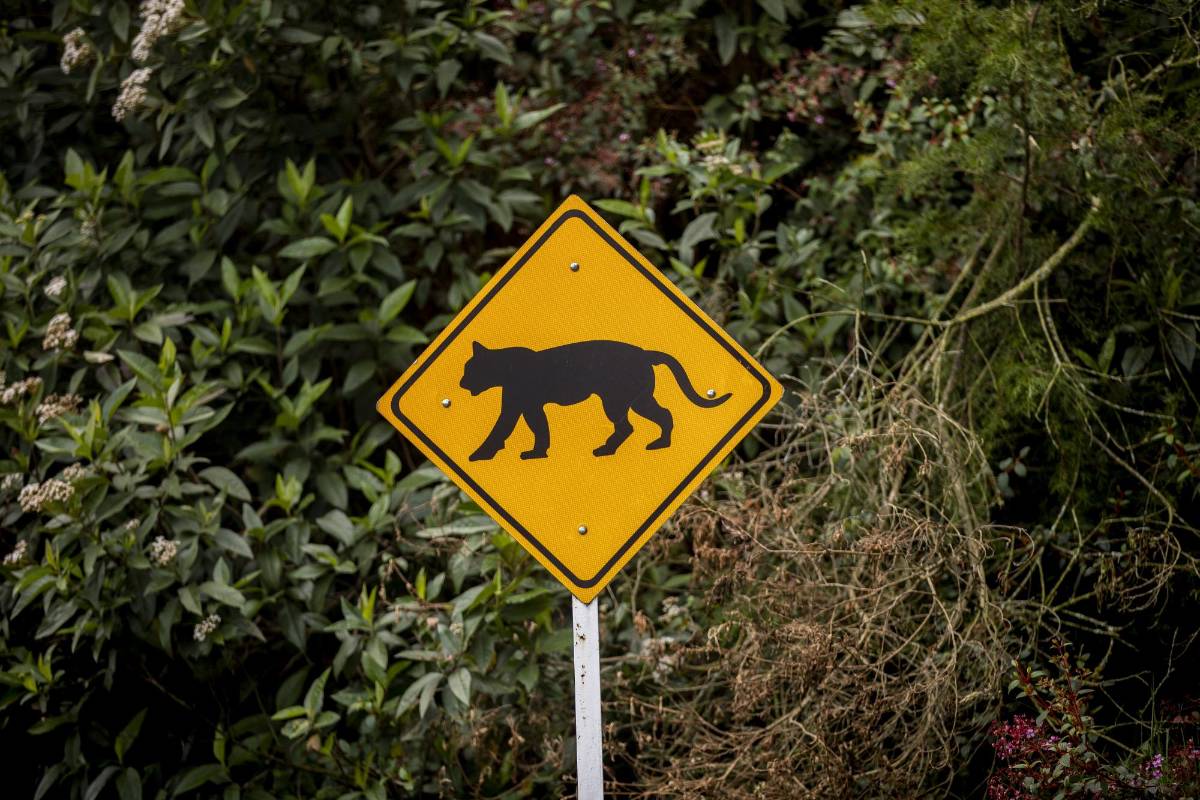 La expansión urbana en el Valle de Aburrá limita los hábitats de las especies y la alta velocidad de los vehículos es otro factor de riesgo para ellas. FOTO: Camilo Suárez