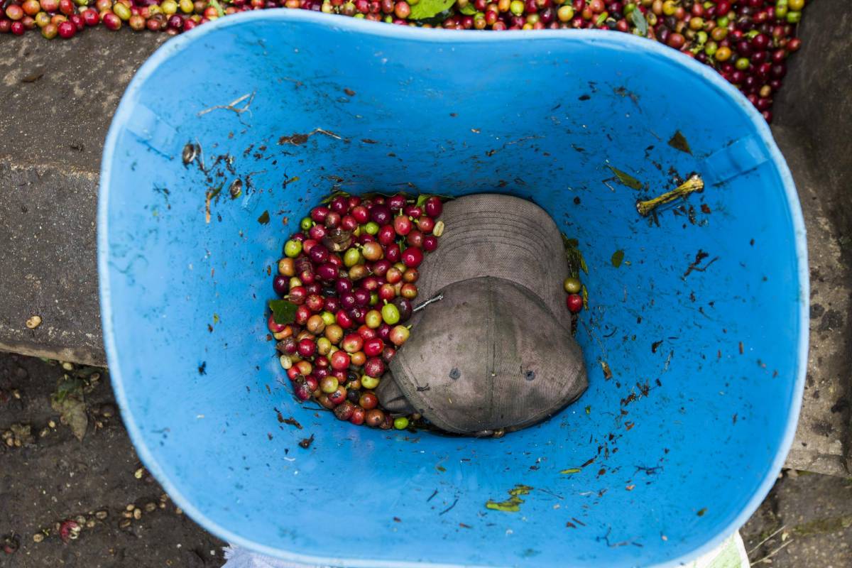 Existe la posibilidad del que el café Colombiano deje de cotizar en la bolsa de Nueva York. Los caficultores piden al gobierno medidas de urgencias como el apoyo directo al preció que se mantiene por debajo de un dólar la libra. Foto: Manual Saldarriaga Quintero