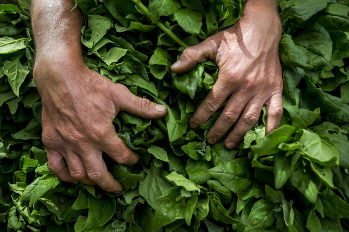 Las manos fuertes y curtidas de nuestros campesinos que labran la tierra. Gracias a ellas tenemos nuestro alimento diario. Foto: Julio César Herrera