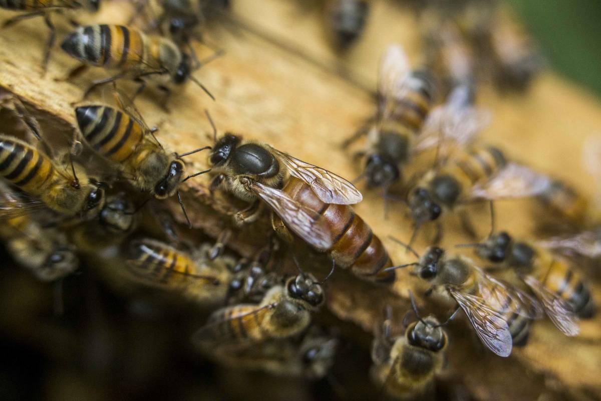 20.077 especies de abejas conocidas existen en el mundo, se encuentran en todos los continentes excepto en la Antártida. Foto: Esteban Vanegas
