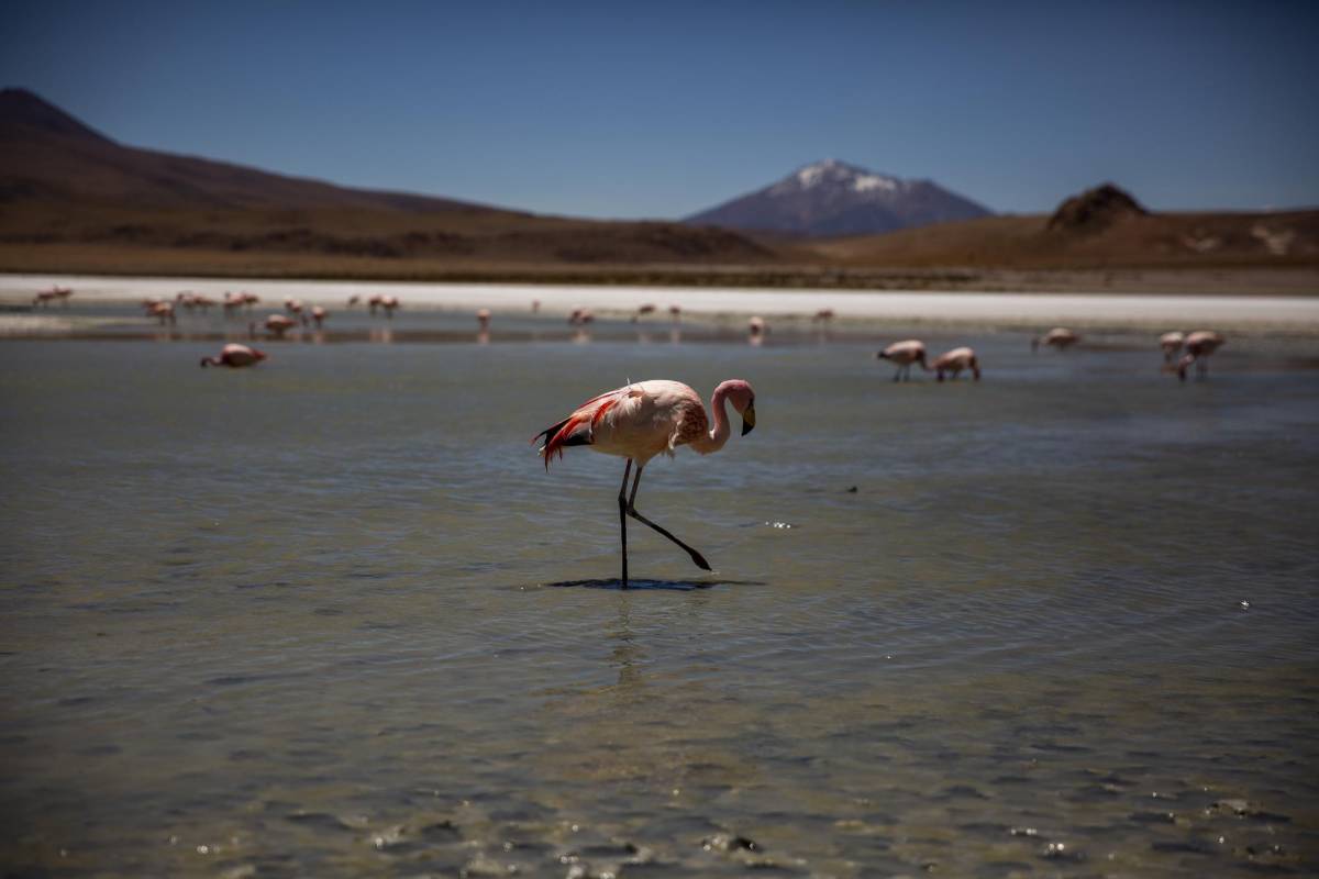 La región de los lípez tiene lagunas a más de 4.000 m.s.n.m Una de ellas es la Cañapa, donde habitan 3 especies de flamingos. Foto: Claudia Rojas