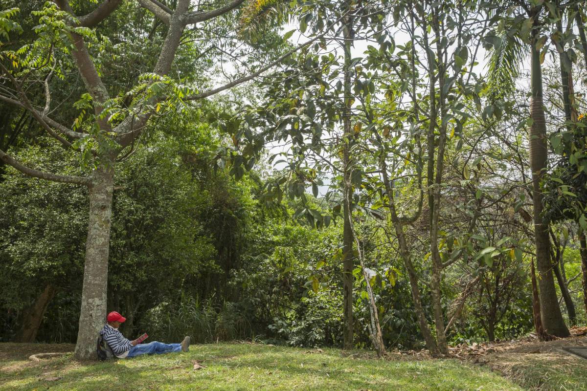Una reserva de bosques frondosos a solo 10 minutos del parque principal en Itaguí Foto: Edwin Bustamante