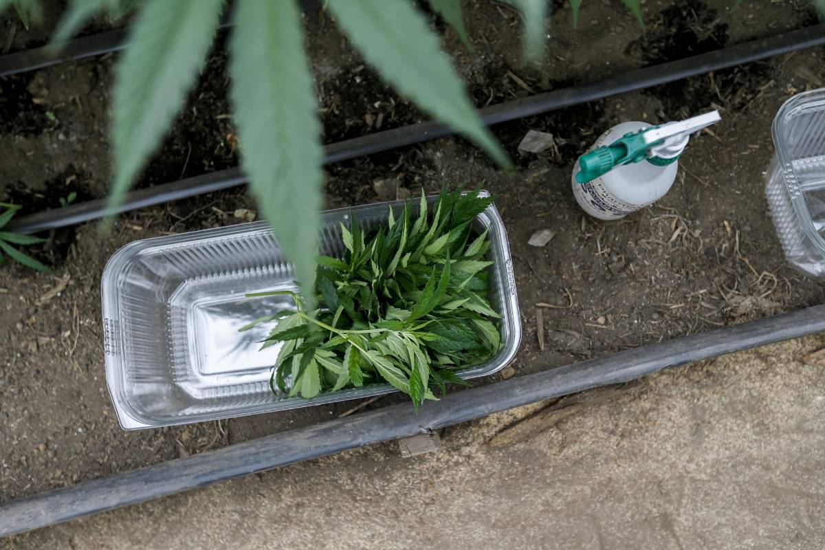 Esquejes (tallos para introducirlos en tierra para reproducir la planta) FOTO: SANTIAGO MESA.