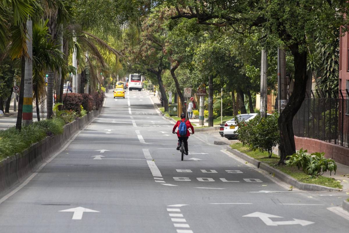 Los árboles funcionan como un excelente termorregulador natural. La sombra de estos gigantes reducen la temperatura hasta 8 grados centígrados. FOTO EDWIN BUSTAMANTE