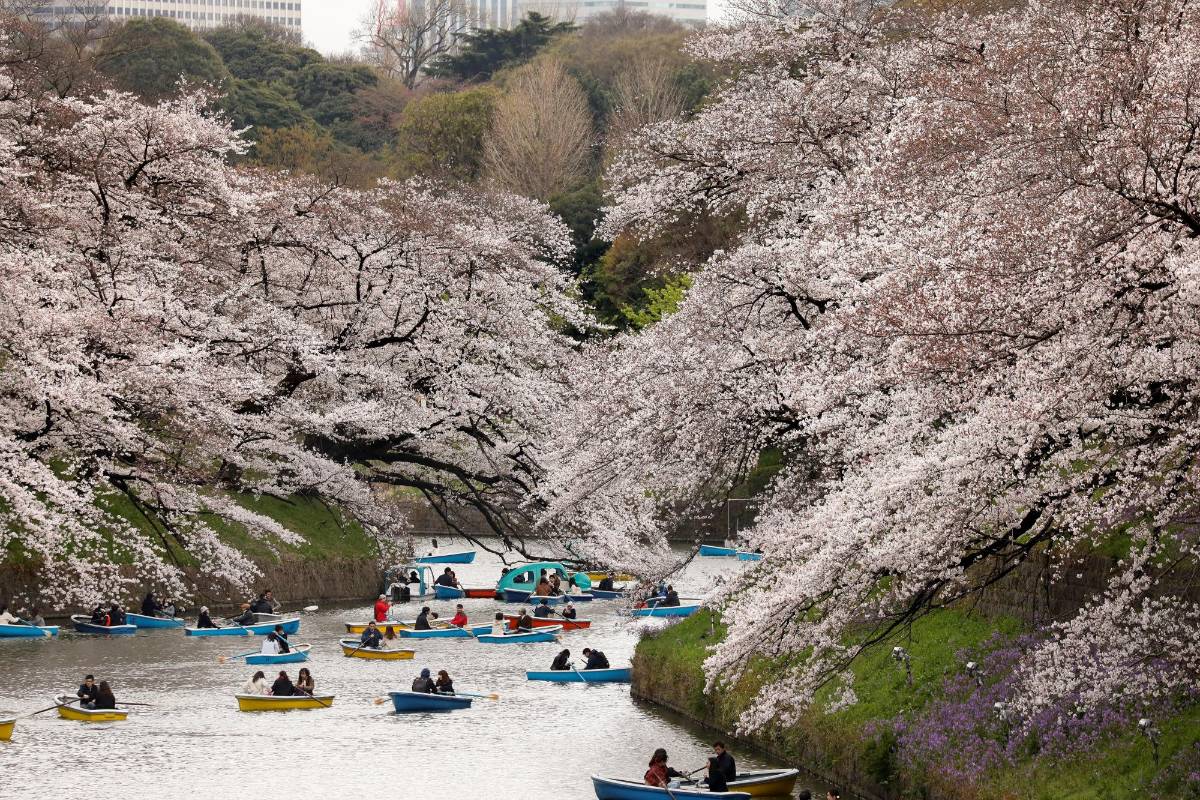 Tokiotas y turistas llenaron las calles y los parques de la capital nipona para disfrutar un año más del máximo esplendor de los cerezos en flor, un fenómeno que marca el comienzo de la primavera en Japón. FOTO EFE