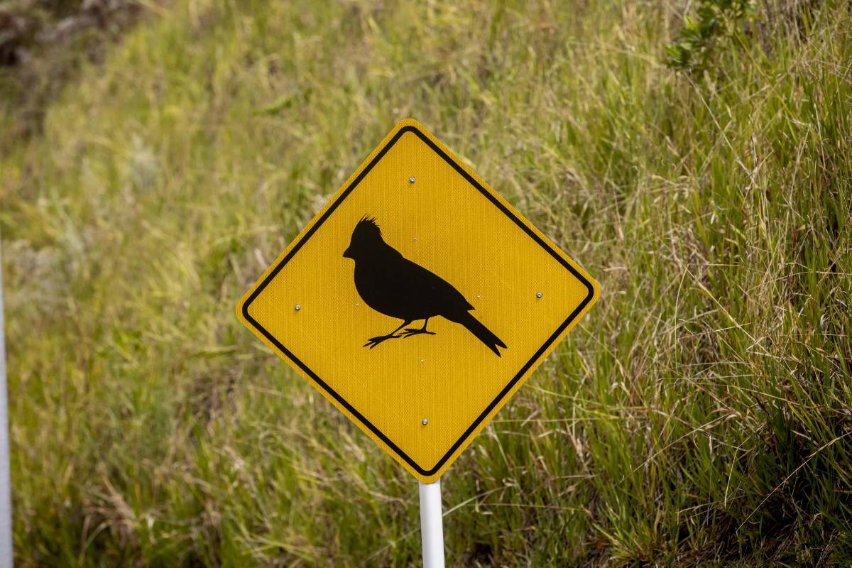 La expansión urbana en el Valle de Aburrá limita los hábitats de las especies y la alta velocidad de los vehículos es otro factor de riesgo para ellas. FOTO: Camilo Suárez