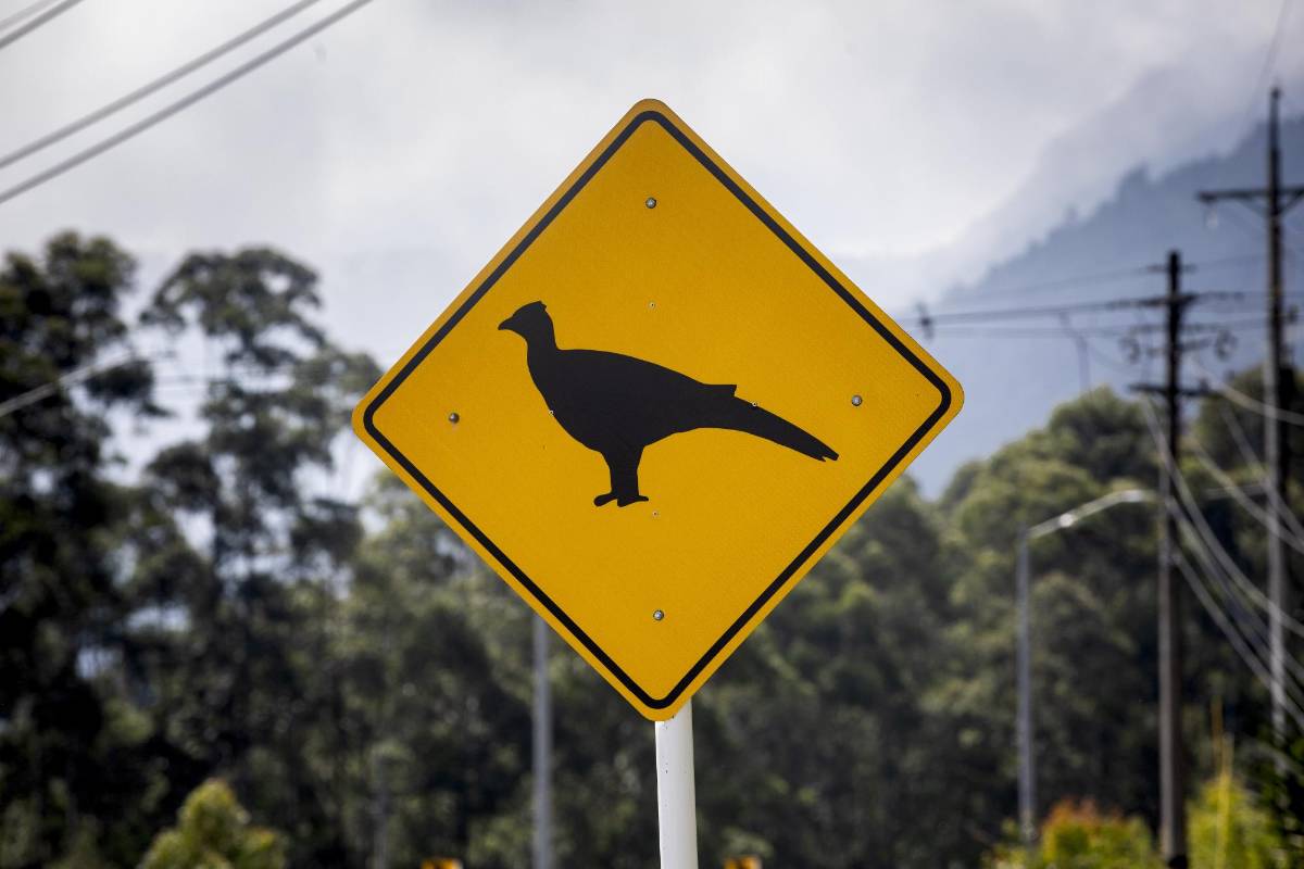 La expansión urbana en el Valle de Aburrá limita los hábitats de las especies y la alta velocidad de los vehículos es otro factor de riesgo para ellas. FOTO: Camilo Suárez