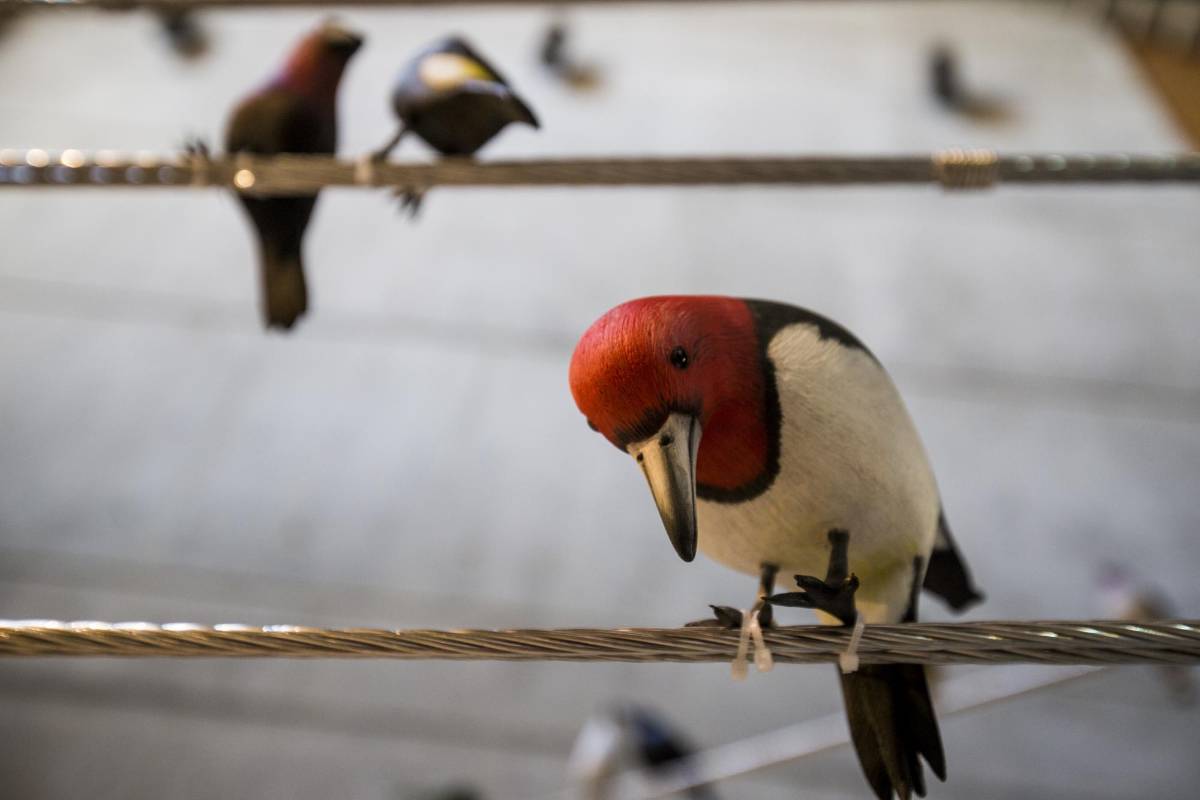 Más de 100 figuras de aves de todo el mundo talladas en madera e instaladas en espacio de corte urbano, hace parte de la exposición “Del vuelo a la poesía” de la artista Patricia Rodríguez en la universidad de Eafit. Foto: Santiago Mesa.