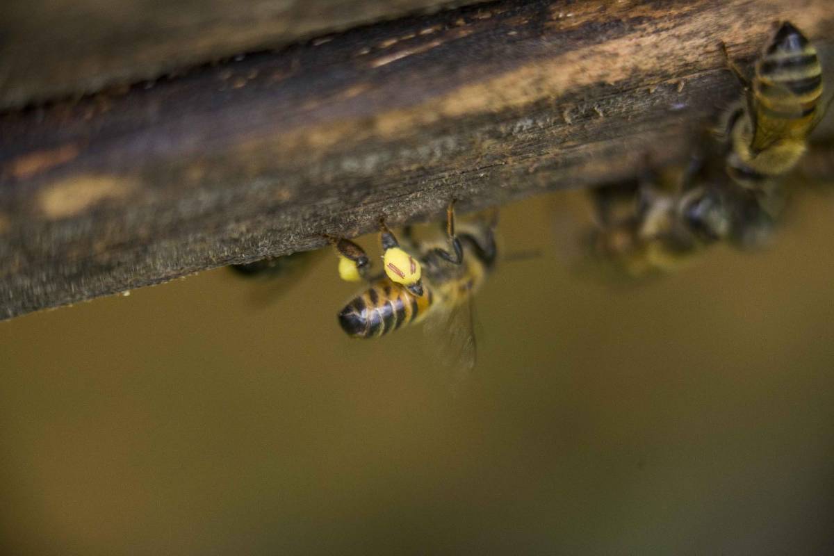 Las meliferas son vitales para el medio ambiente. Foto: Esteban Vanegas.