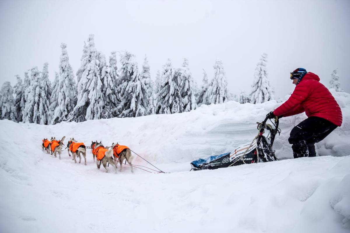 La prueba, que transcurre a través de los caminos de las montañas Orlické Hory, es una de las más exigentes en su disciplina tanto para los mushers (pilotos) como para sus perros. Foto. Martin Divisek EFE