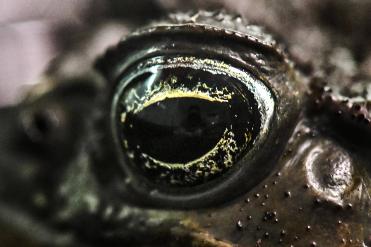 La rana fue fotografiada en un laboratorio en el zoológico de Cali. FOTO: LUIS ROBAYO / AFP.