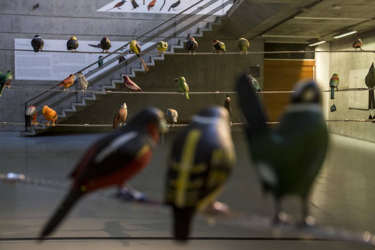 Más de 100 figuras de aves de todo el mundo talladas en madera e instaladas en espacio de corte urbano, hace parte de la exposición “Del vuelo a la poesía” de la artista Patricia Rodríguez en la universidad de Eafit. Foto: Santiago Mesa.
