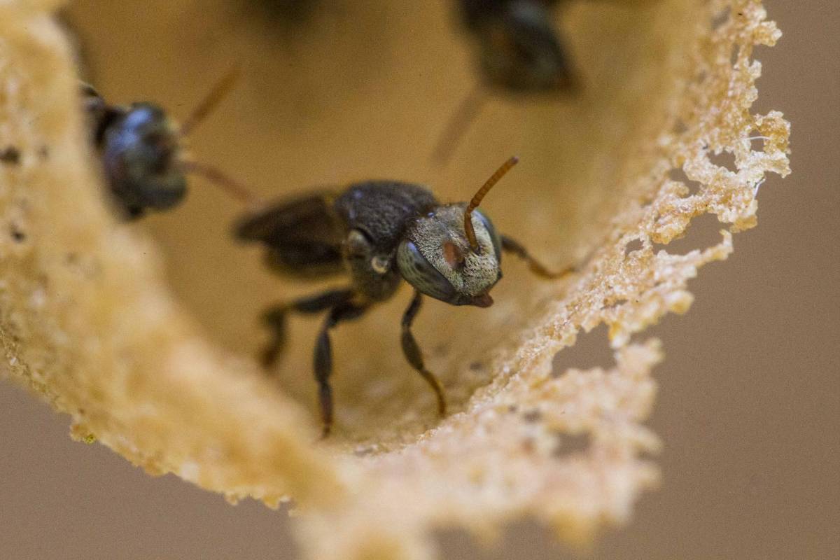40 % de las especies enfrenta amenazas, el uso de agroquímicos las está afectando. Foto: Esteban Vanegas