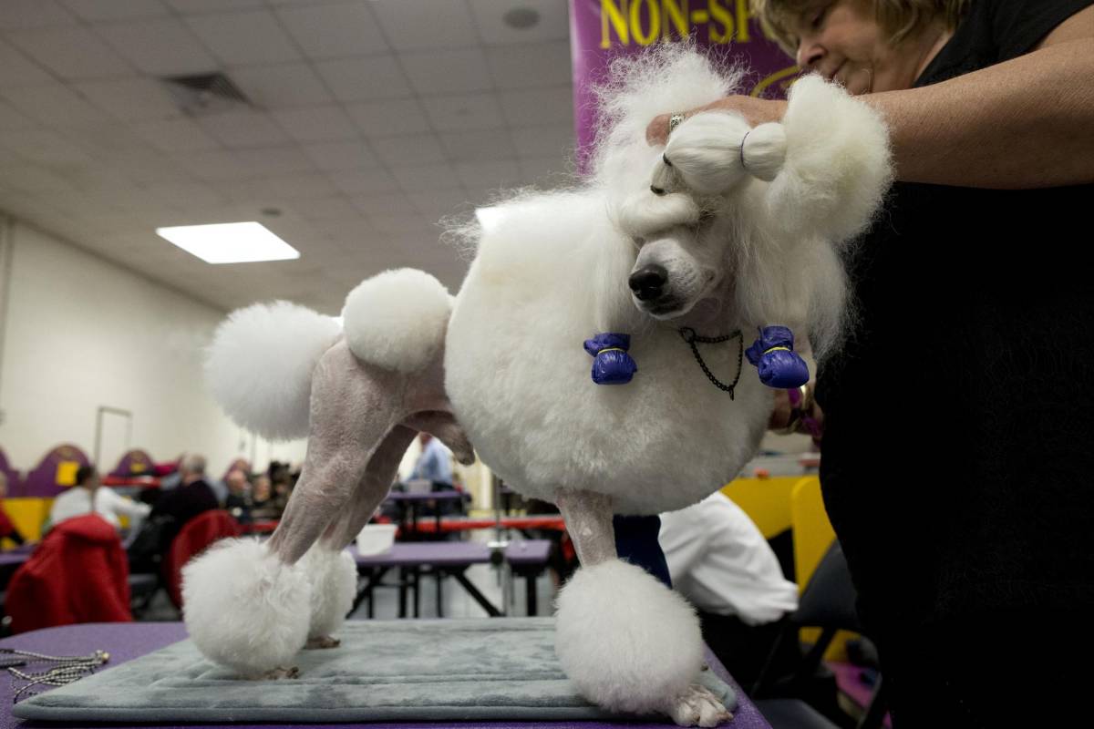Para preparar perros como este se necesita entre siete y 10 horas de aseo personal. FOTO AP