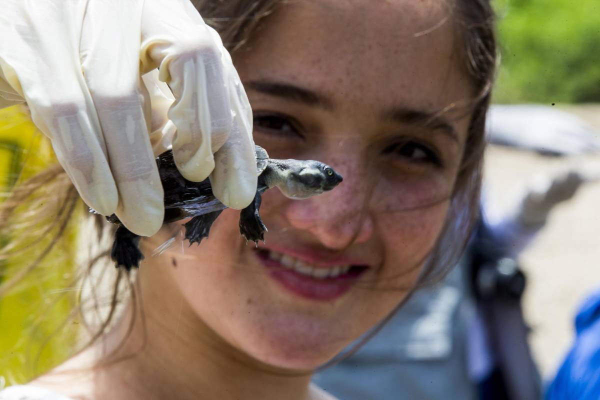 Dos veces al año se hacen jornadas de liberación de tortugas de río, especie en vía de extinción. FOTO: JULIO CÉSAR HERRERA 