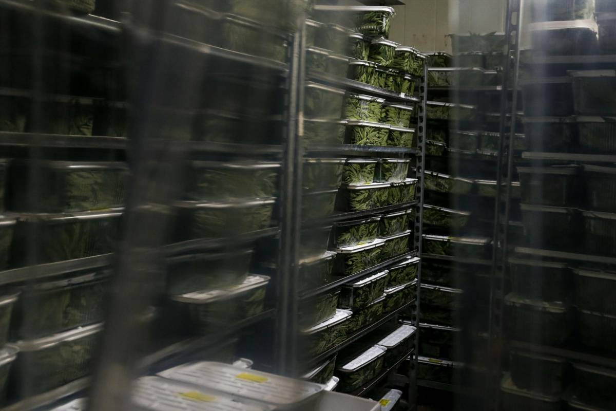 Cuartos de refrigeración de PharmaCielo donde reposan 40.000 esquejes (tallos para introducirlos en tierra para reproducir la planta). FOTO: SANTIAGO MESA. 