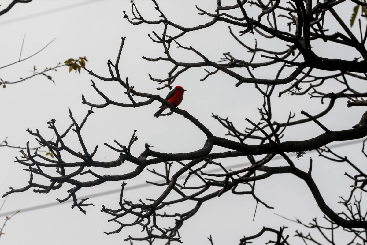Los árboles trasplantados se están constituyendo en un habitad para muchas aves. Foto Jaime Pérez