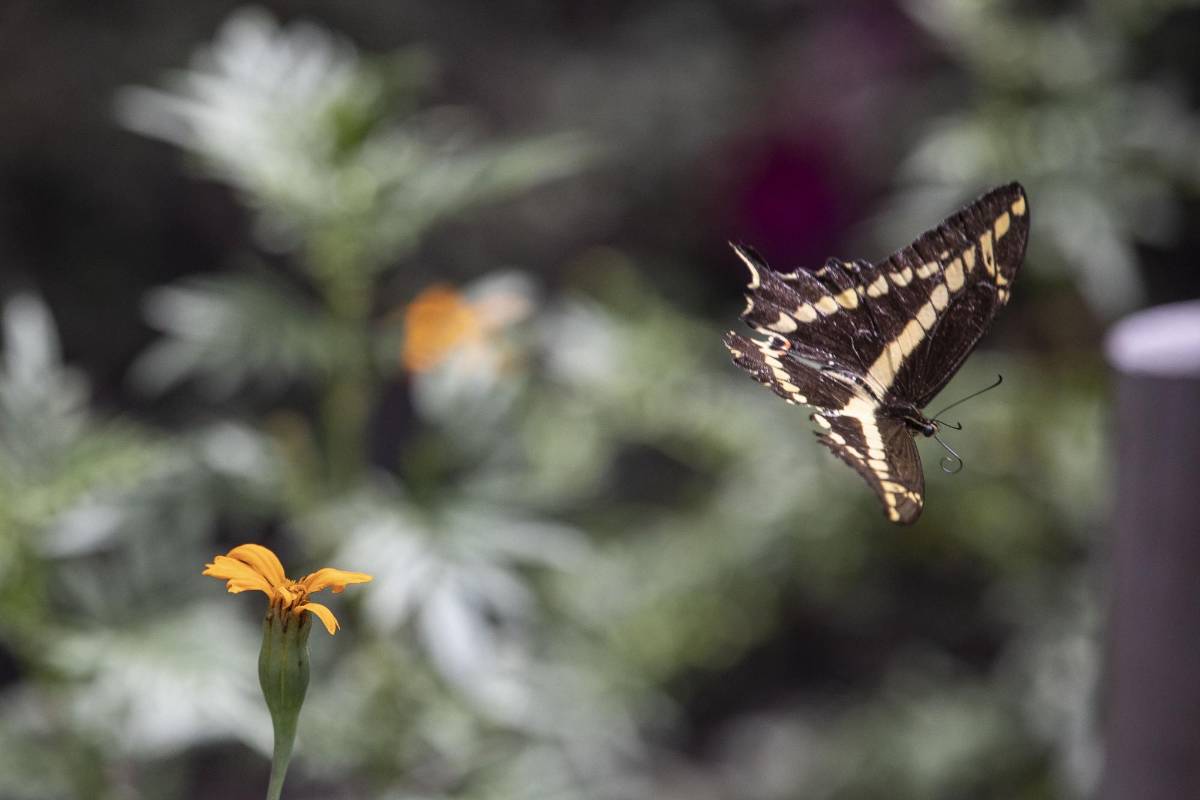 Quienes acuden a El Volador ven las setenta y cuatro especies de mariposas que llegan a polinizar el lugar en diferentes momentos y reverdecen este paraíso abierto en medio de la urbe de cemento. FOTO: Edwin Bustamante
