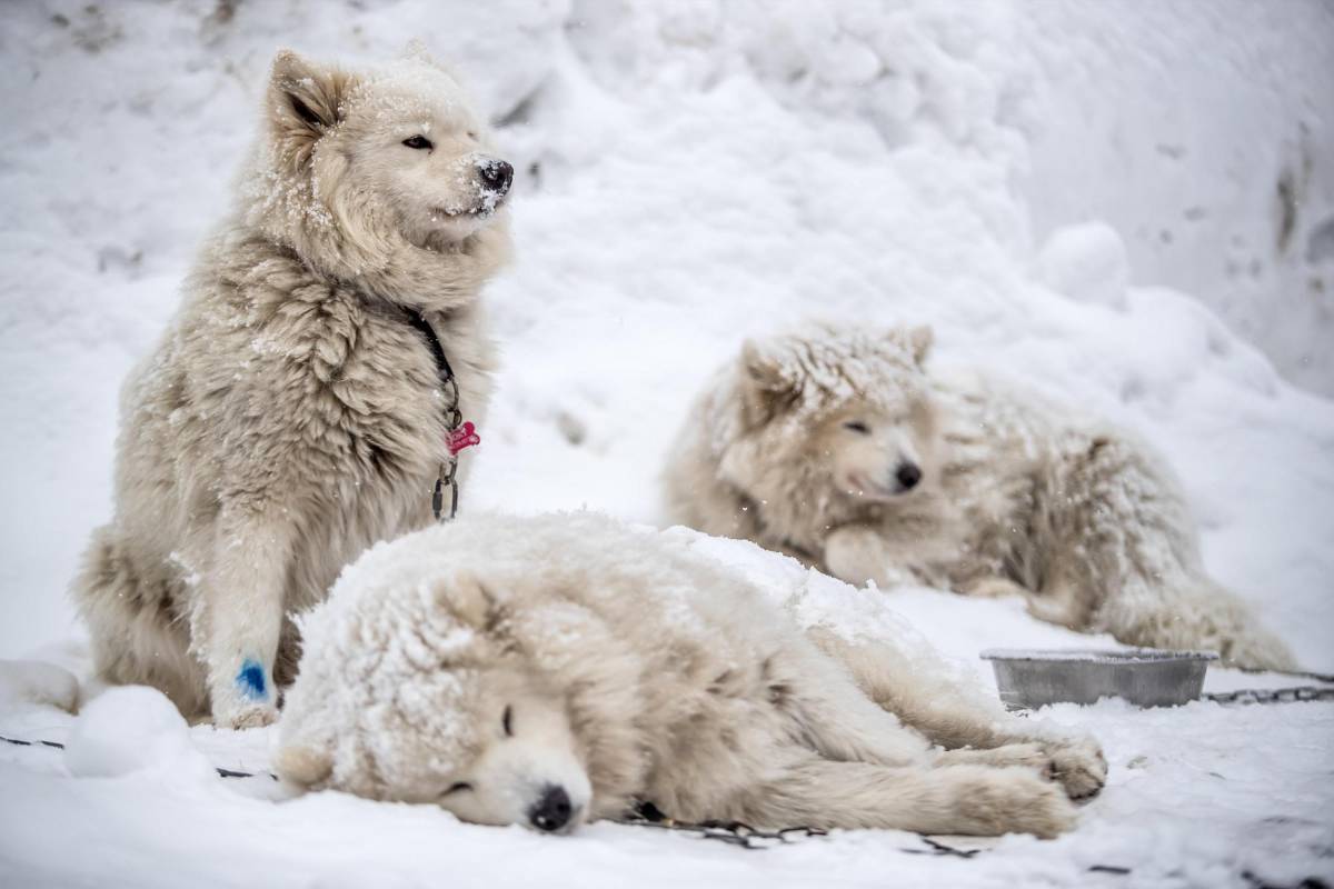 La prueba, que transcurre a través de los caminos de las montañas Orlické Hory, es una de las más exigentes en su disciplina tanto para los mushers (pilotos) como para sus perros. Foto. Martin Divisek EFE