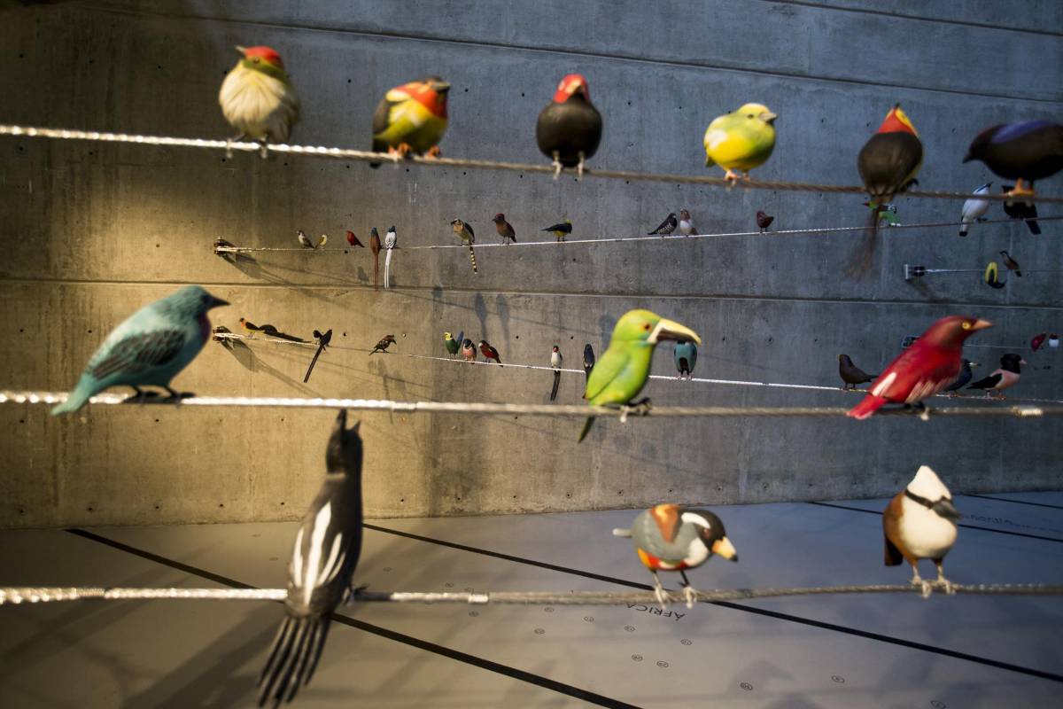 Más de 100 figuras de aves de todo el mundo talladas en madera e instaladas en espacio de corte urbano, hace parte de la exposición “Del vuelo a la poesía” de la artista Patricia Rodríguez en la universidad de Eafit. Foto: Santiago Mesa.