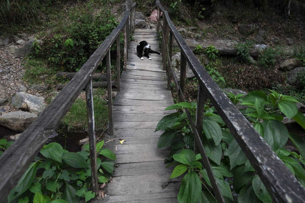 El Vallano, en Envigado, guarda ruidos de la naturaleza: el canto de los pájaros, árboles que se agitan con el viento y el correr del agua por el caudal de la quebrada La Ayurá. Foto: Edwin Bustamante