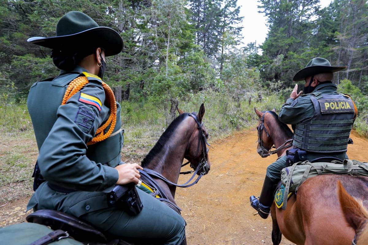 El Fuerte de Carabineros Arví tiene 40 caballos en su pesebrera, de las razas percherón. FOTO: Jaime Pérez