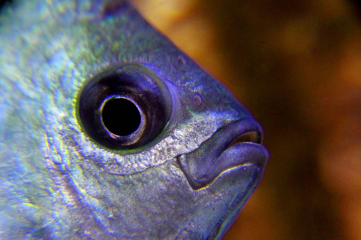 Colombia cuenta con gran diversida de especies d epeces entre esos el bocachico como pez insignia, también cuenta con otras especies tales como sabaletas, doradas y changos. Foto: Julio César Herrera