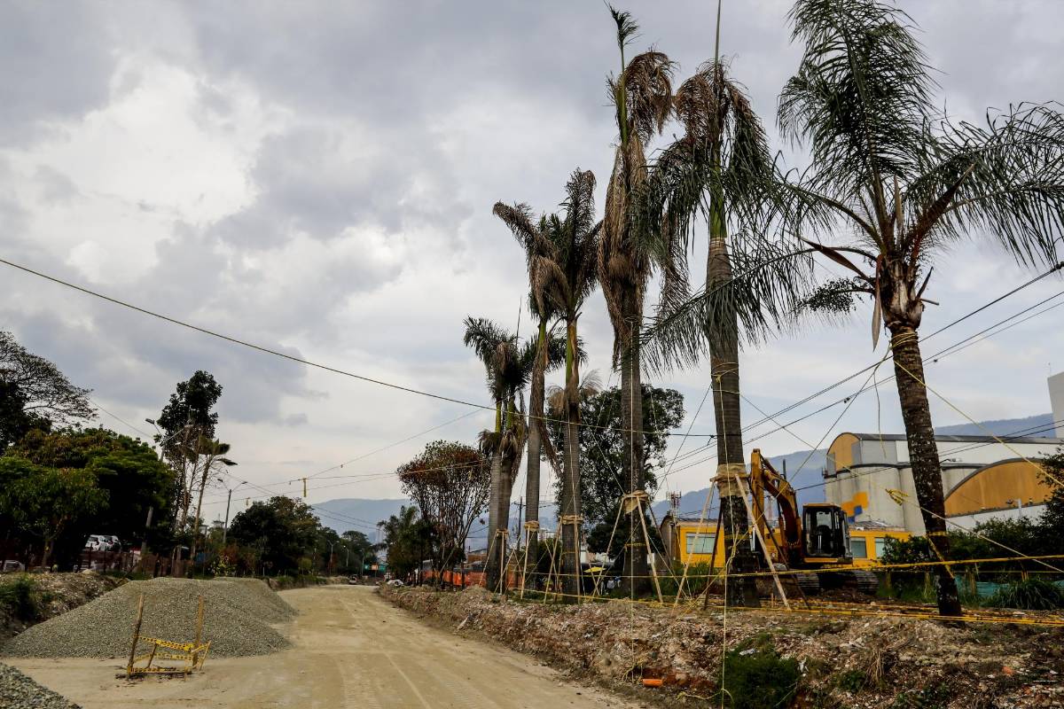 Trasplante de plantas reales del sector Ayurá a Contegral. Foto: Jaime Pérez