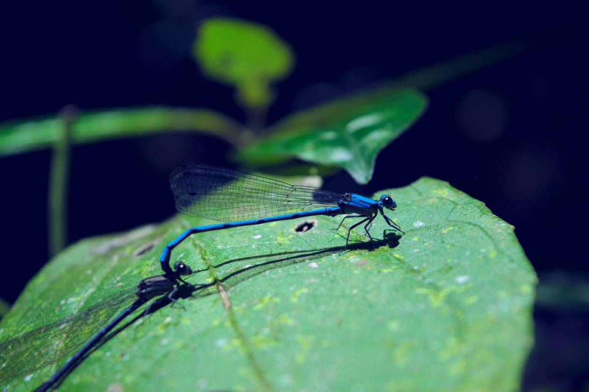 Un cosmos de vida en miniatura explorado con la fotografía macro por nuestro ganador de esta semana Foto: Julián Esteban Betancourt. Comparta sus fotos aquí